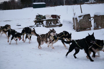 Northern breed of sled dogs, strong and hardy. Team is ready to win. Fastest dogs in world. Alaskan...