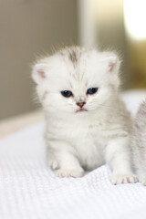 Naklejka na ściany i meble Cute domestic white kitten with blue eyes 