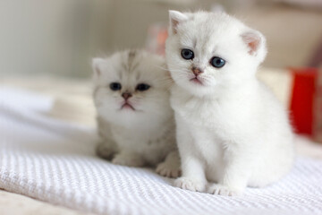 Naklejka na ściany i meble Cute white kittens sit on a light background 