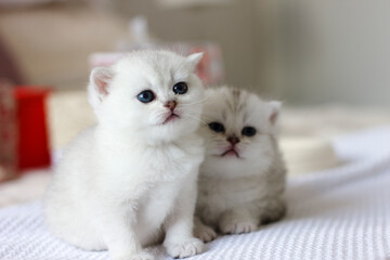 Cute white kittens sit on a light background
