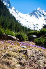 Landscape in the mountains, Valea Sambetei, Fagaras Mountains.