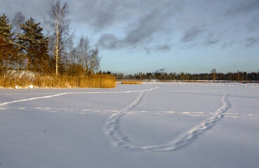 Fototapeta premium Winter landscape with trees and a lake in the Leningrad region.