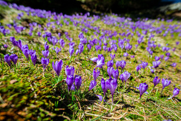 Fototapeta premium Landscape in the mountains, Valea Sambetei, Fagaras Mountains.
