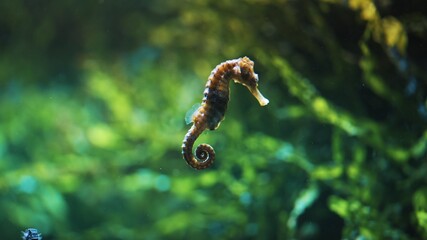 lonley hippocampus surrounded green coral reef. High quality photo © CameraCraft