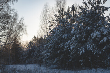 snow covered young pine trees, bending road, bare leafless birch, winter evening sunset light