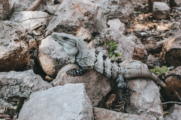 iguana on the rocks