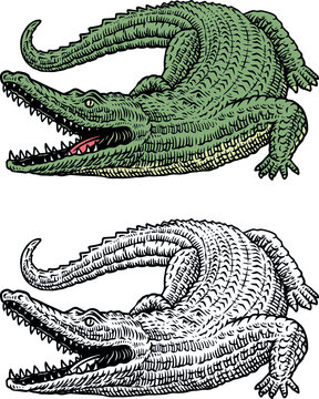 crocodile drawing