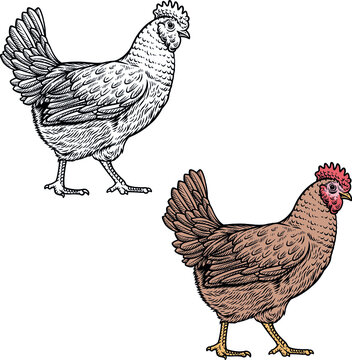chicken hen