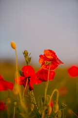 Obraz premium Amazing landscape at the sunset in the poppies field