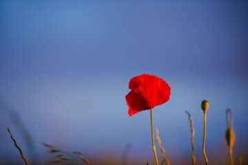 Amazing landscape at the sunset in the poppies field