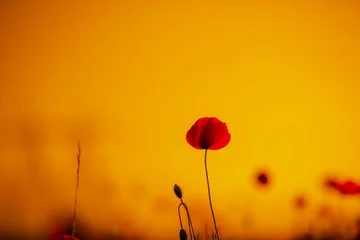 Zelfklevend Fotobehang Amazing landscape at the sunset in the poppies field © somra