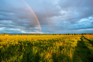 Amazing landscape at the sunset in the poppies field