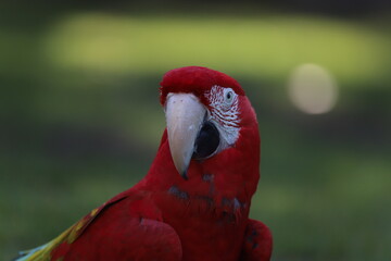 Perroquet ara rouge détails © zebeloune22