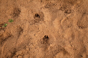 footprint in the sand