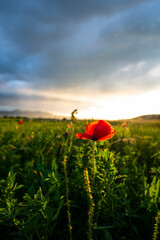 Amazing landscape at the sunset in the poppies field