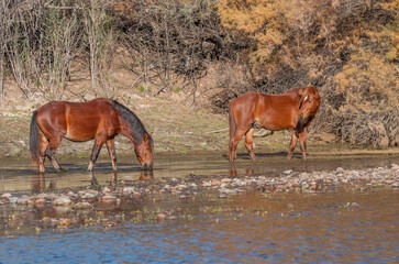 Wild Horses along the Salt River Near Phoenix Arizona