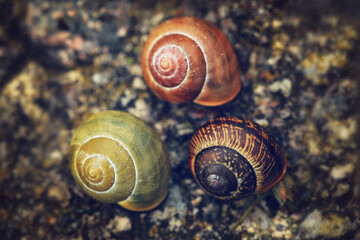 snail, diverse nature - obrazy, fototapety, plakaty