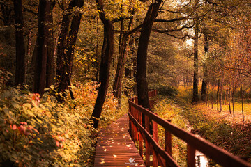 jesień w parku, most w parku jesienią - obrazy, fototapety, plakaty