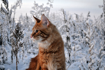 Naklejka na ściany i meble cat in snow