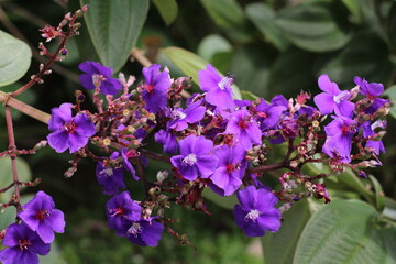 Purple tibouchina flowers bloom in the garden. This plant belongs to the genus of tropical plants...