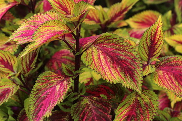 red and green leaves