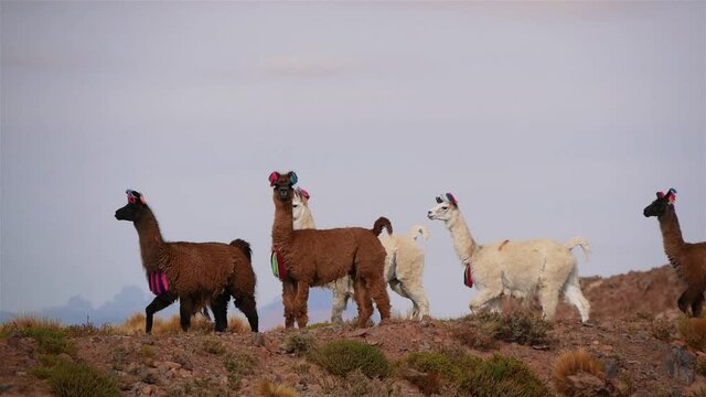 A Group Of Llamas Walks On A Mountain Range In The Andes