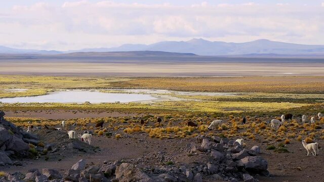 Wide Valley With A Small Lagoon, A Group Of Llamas And Mountains In The Distance