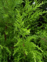 green moss background