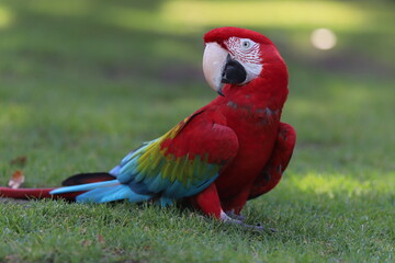 Perroquet ara rouge détails © zebeloune22