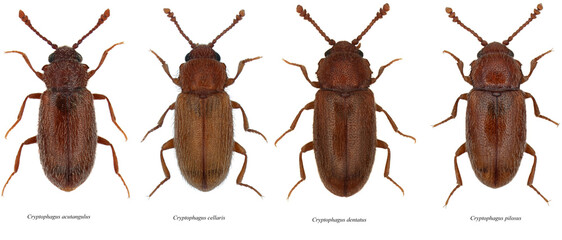 Cryptophagus acutangulus, cellaris, dentatus and pilosus are beetles of the family Cryptophagidae, commonly called silken fungus beetles. Isolated on a white background
