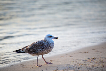 seagull on the beach