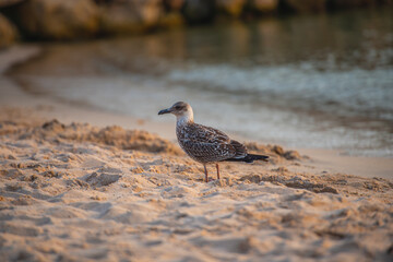 black headed gull