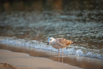 bird on the beach