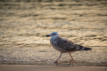 seagull on the beach