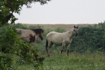 Konik