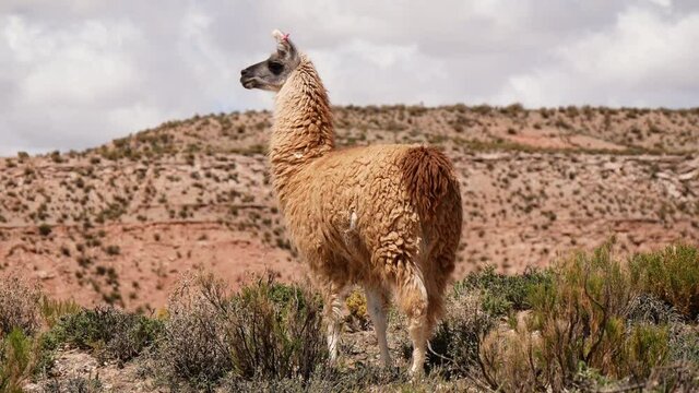 One Adult Llama Stands In A Semi-Desert Area