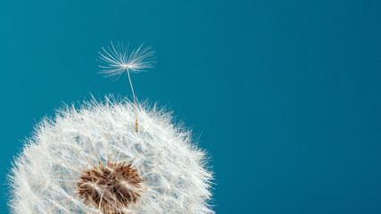 Macro nature. dandelion at sky background. Freedom to Wish. Dandelion silhouette fluffy flower. Seed macro closeup. Soft focus. Goodbye Summer. Hope and dreaming concept. Fragility. Springtime.