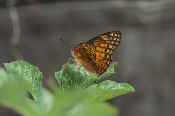 Butterfly (Agraulis vanillae) under the leaf of a maxixe or gherkin plantule (Cucumis anguria) in the city of Rio de Janeiro, Brazil.