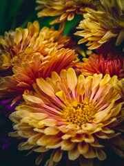 chrysanthemum flower
