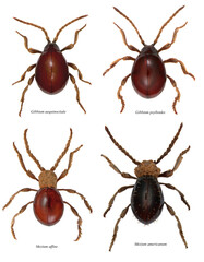 Gibbium aequinoctiale, psylloides  and Mezium affine and americanum beetles in the subfamily...