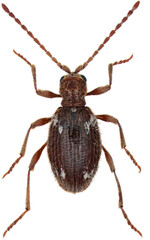 Ptinus villiger beetles in the subfamily Ptininae - Spider beetles, family Annobiidae - woodworm or wood bore. Pest of food in homes, shops and stores on white background