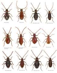 Ptinus fur, japonicas, latro, clavipes, latro, pusillus, raptor beetles in the subfamily Ptininae -...