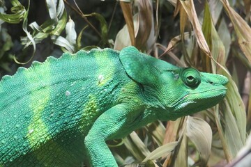Fototapeta premium Closeup of green chameleon on leafs background