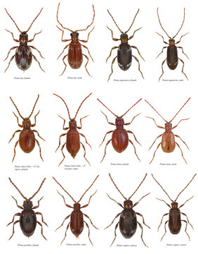 Ptinus fur, japonicas, latro, clavipes, latro, pusillus, raptor beetles in the subfamily Ptininae - Spider beetles, family Annobiidae - woodworm or wood bore. Pest of food in homes, shops and stores o