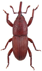 Wheat weevil Sitophilus granarius beetle isolated on a white background.