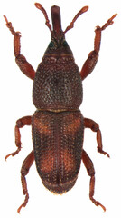 The rice weevil Sitophilus oryzae beetle isolated on a white background