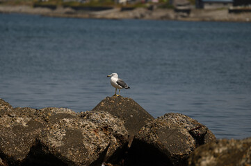 北海道の漁港の付近でくつろぐカモメ