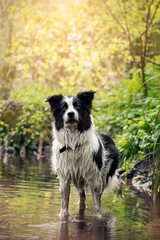 Black and White Border Collie Dog Playing In Water