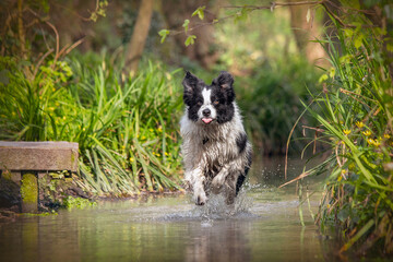 Black and White Border Collie Dog Playing In Water
