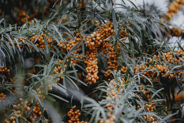 Orangefarbene Sanddornbeeren am Strauch